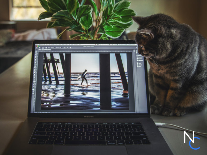 Un chat devant un ordinateur sur un logiciel de retouche photo